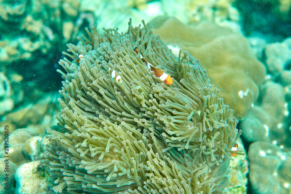 Clownfish swimming through the anemone, there are 3 or 4 copies of clownfish Clownfish swimming through the anemone, there are 3 or 4 copies of clownfish