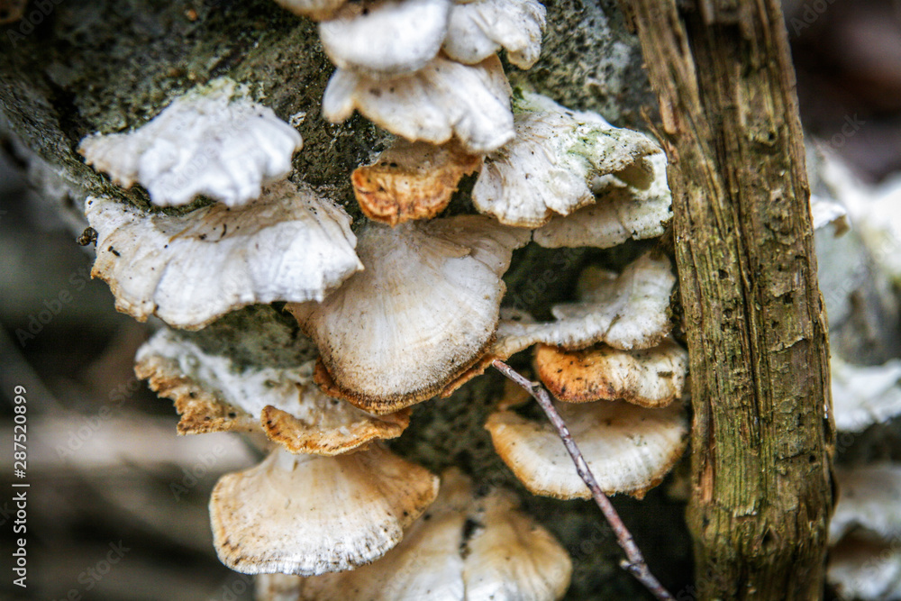 Oyster mushrooms on the tree trunk. Closeup of mushrooms on the tree was held in autumn tones. The picture shows peace and idyll of the forest. Oyster mushrooms on the tree trunk. Closeup of mushrooms on the tree was held in autumn tones. The picture shows peace and idyll of the forest.