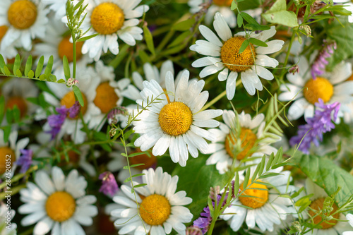 summer flowers - chamomile and bindweed. close-up