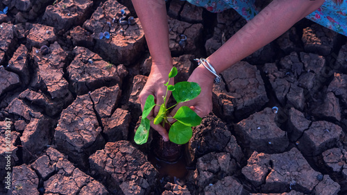 Tableau sur toile Hands holding a tree growing on cracked ground