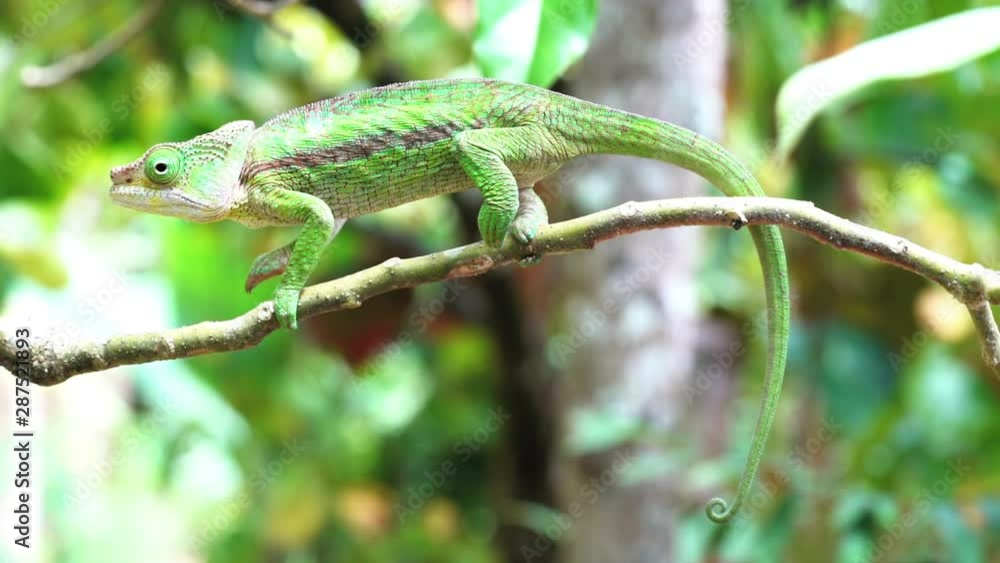 Small Parson's chameleon - Calumma parsonii - standing on tree branch, breathing, rolling its eyes Small Parson's chameleon - Calumma parsonii - standing on tree branch, breathing, rolling its eyes