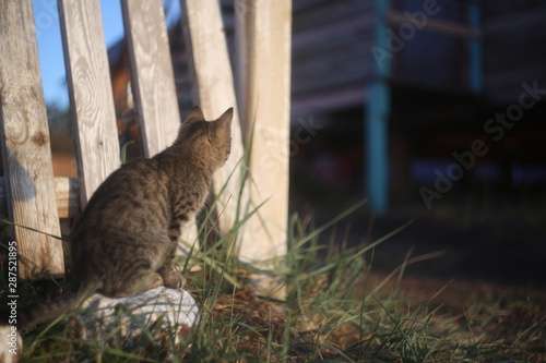 cat on fence