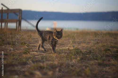 cat in field
