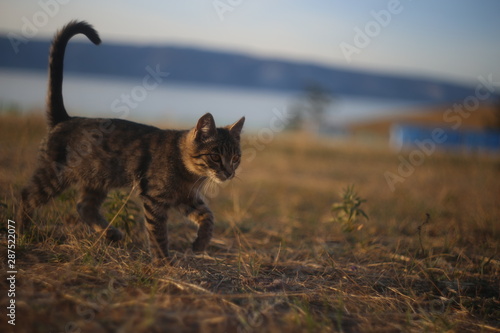 cat in field