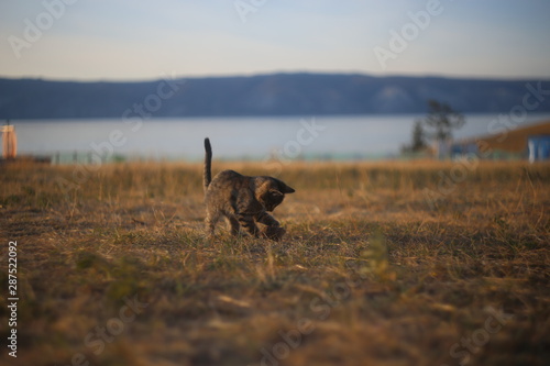 cat in field on Baikal
