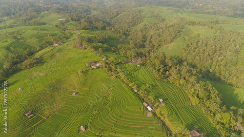 aerial view green rice terrace and agricultural land with crops. farmland with rice fields agricultural crops in countryside Indonesia,Bali