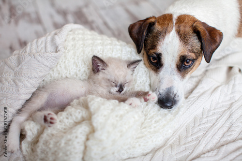 Dog and cat resting together © Tatyana Gladskih