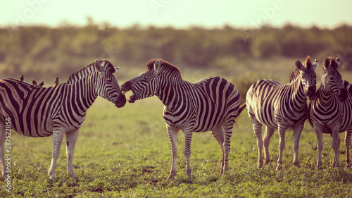 Four Common Zebra grooming