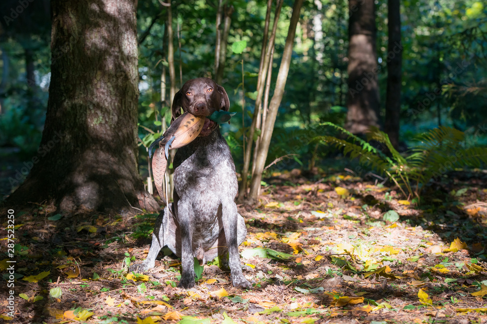 Dog breed Kurzhaar hunting in the forest Dog breed Kurzhaar hunting in the forest