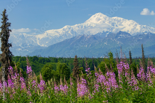 Denali, Alaska in summer with blooming fireweedon a clear blue day © Sadie P Photography