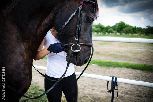 Saddling a horse. The woman puts the harness on the horse's head. © JacZia