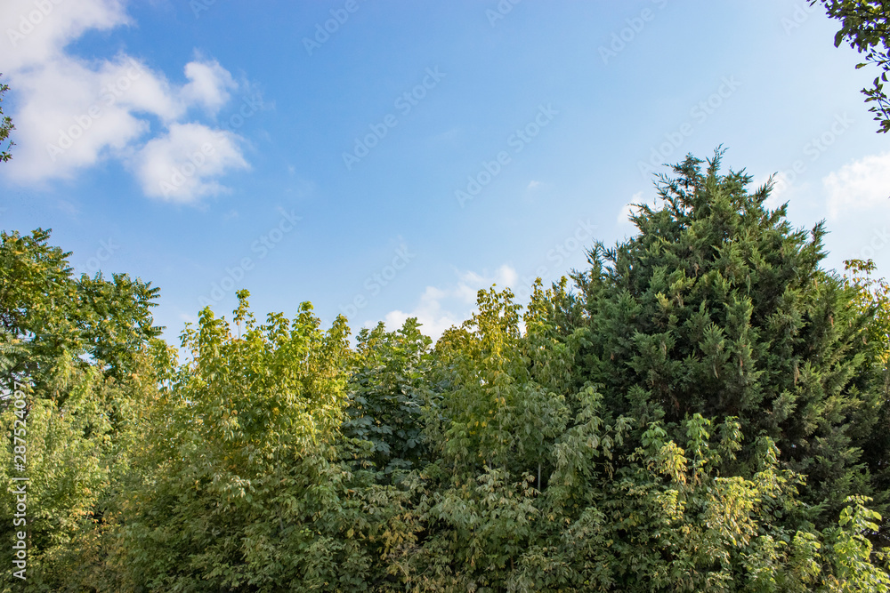 Tree and leafs in beautiful green nature garden, natural color background Tree and leafs in beautiful green nature garden, natural color background