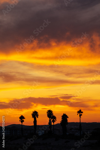 Silhouette of palm trees at sunset in Morocco