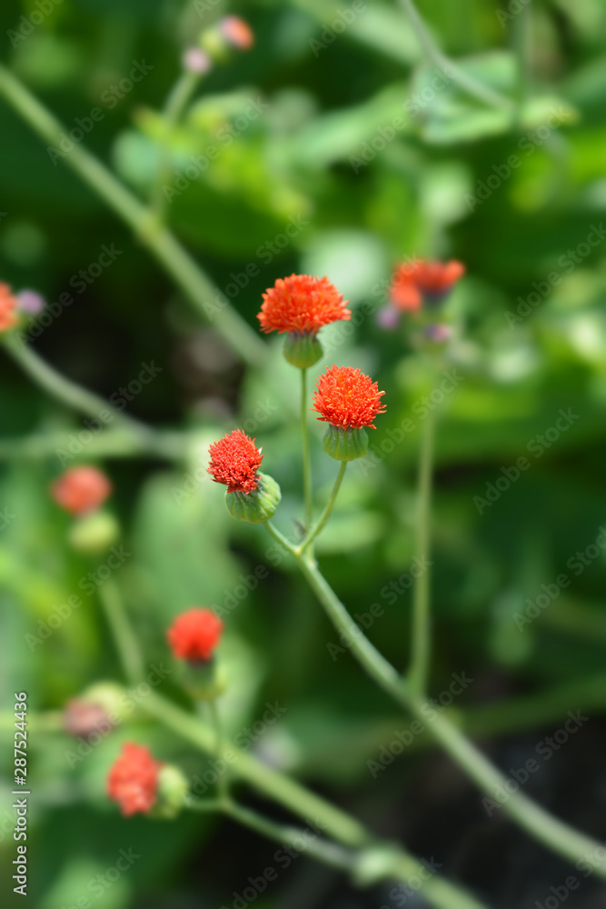 Scarlet tasselflower