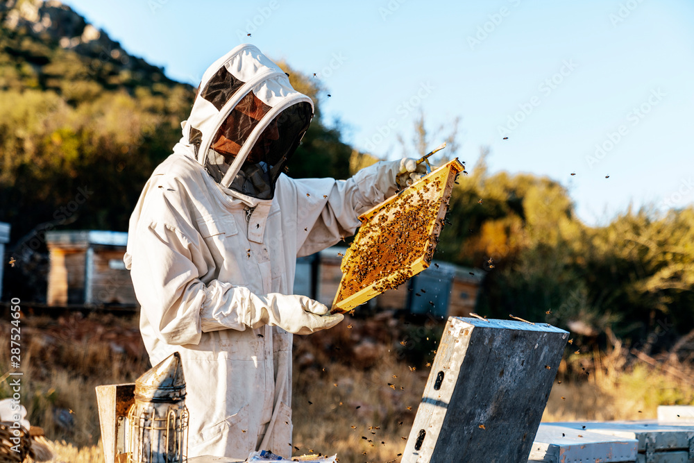 Beekeeper working collect honey Beekeeper working collect honey