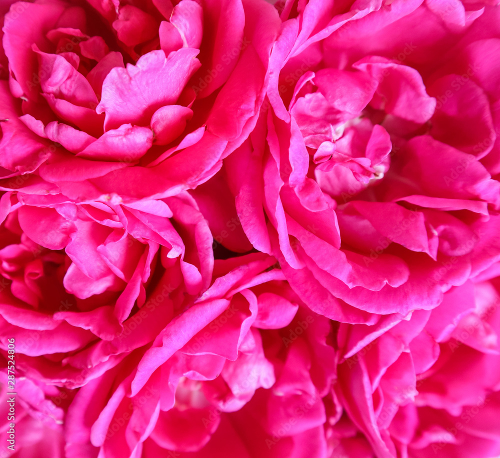 Background of beautiful pink roses. Ideal for greeting cards for wedding, birthday, Valentine's Day, Mother's Day.