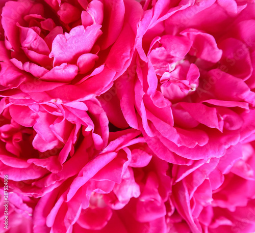 Background of beautiful pink roses. Ideal for greeting cards for wedding, birthday, Valentine's Day, Mother's Day. © OLAYOLA