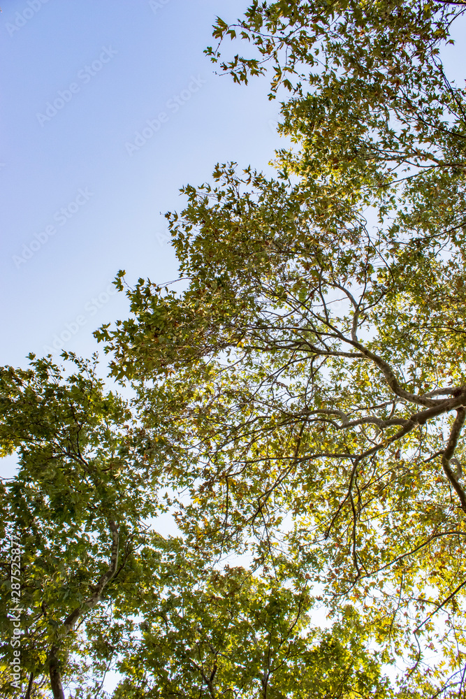 Obraz premium Tree and leafs in beautiful green nature garden, natural color background