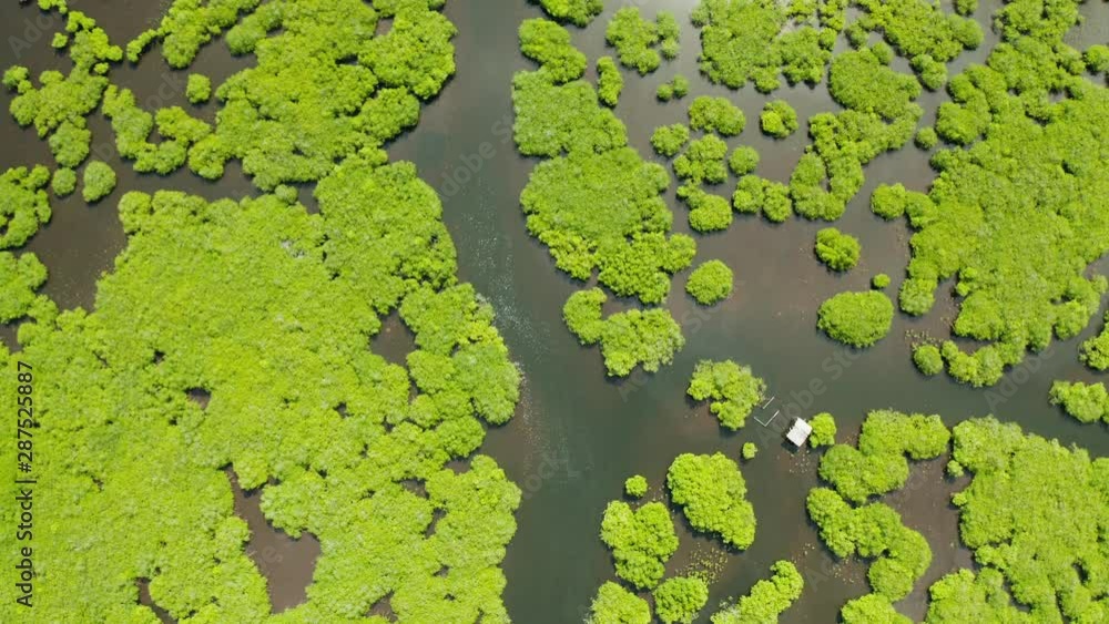 custom made wallpaper toronto digitalAerial view of rivers in tropical mangrove forests. Mangrove landscape, Siargao,Philippines.