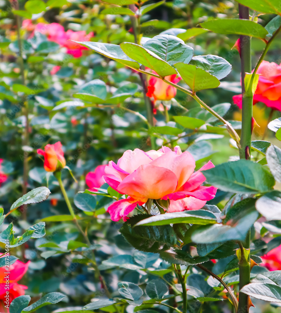 Beautiful red roses in the garden in sunny day. Midsummer