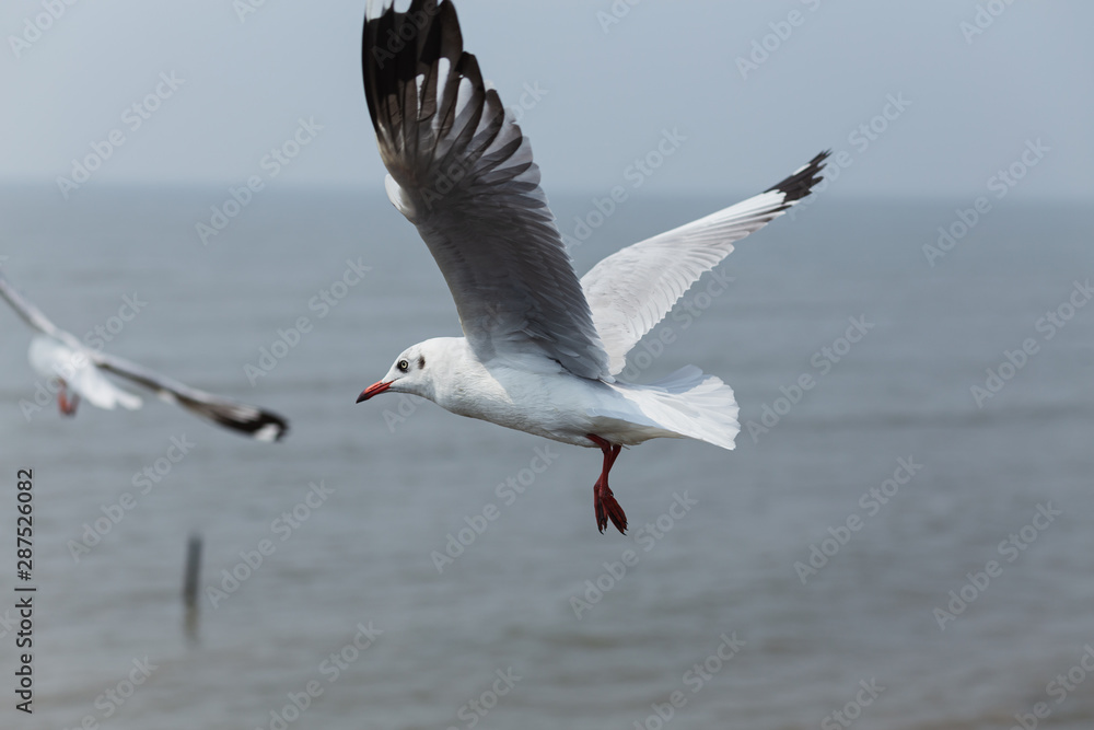 Fototapeta premium Every year, the seagulls evacuate the cold weather in warm
