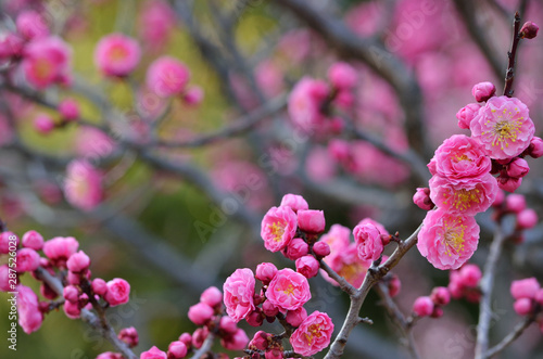 pink plum(ume) blossoms in garden