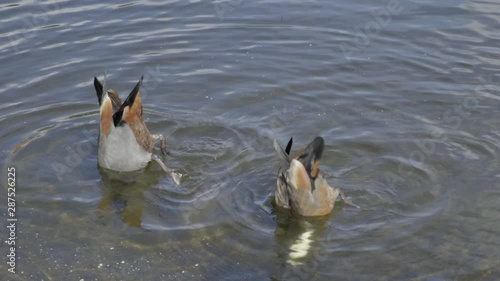 A pair of Paradise Ducks feeding in a lake. photo