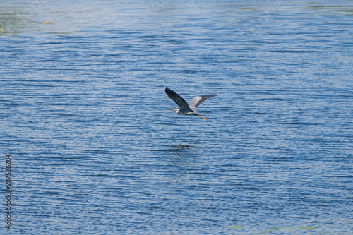 A gray heron flies low over the blue surface of the water with small waves.