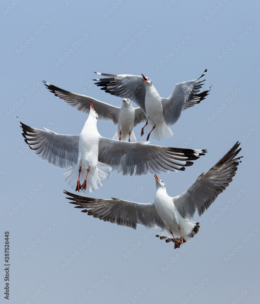Fototapeta premium Every year, the seagulls evacuate the cold weather in warm