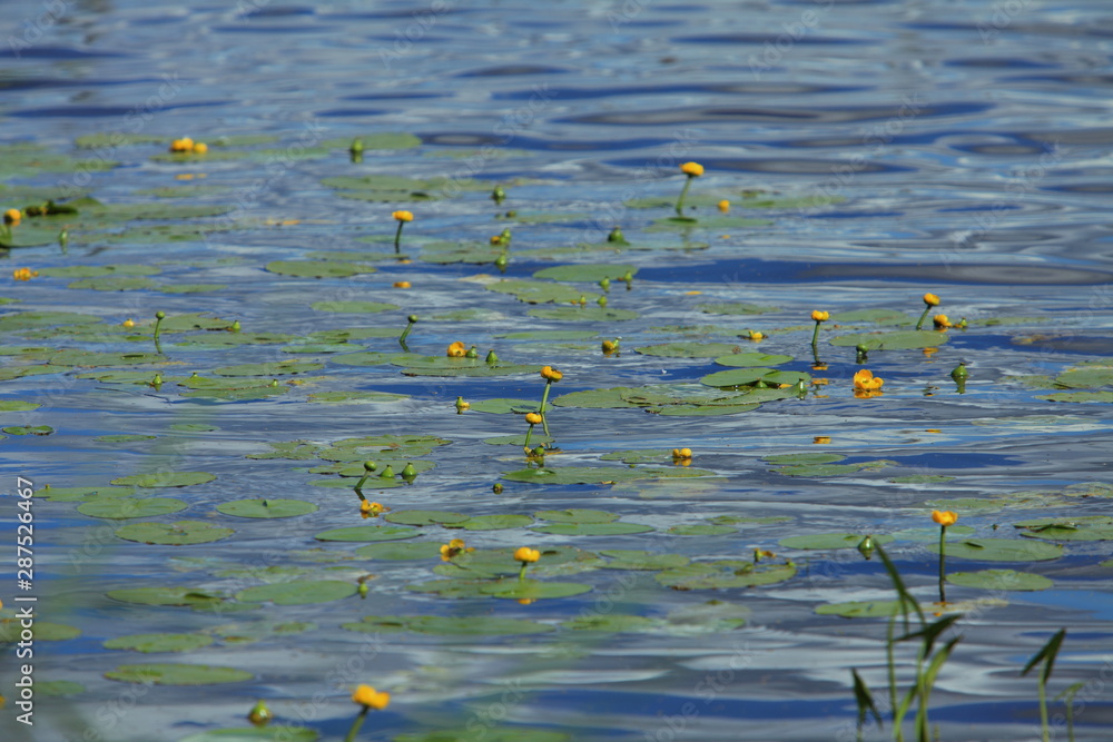 flowers yellow water lily swaying on the water flowers yellow water lily swaying on the water