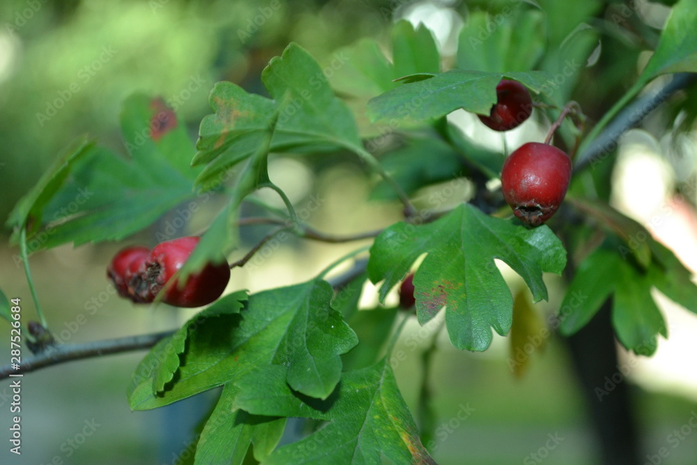 Gifts of summer and autumn: berries of cherry, grapes, fruits of hawthorn and barberry, pear.