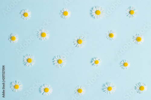 small daisy flowers on colored paper