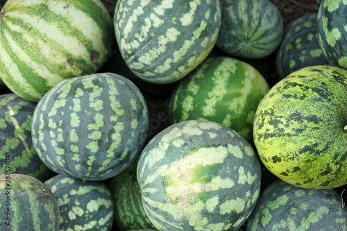Many ripe striped watermelons in pile on the field. The concept of the harvest