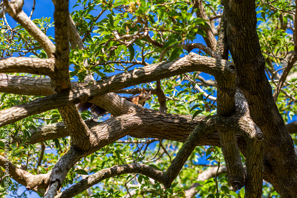 Fototapeta premium Ardilla en el árbol