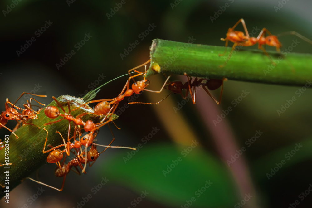 Ant bridge unity on tree branch Ant bridge unity on tree branch