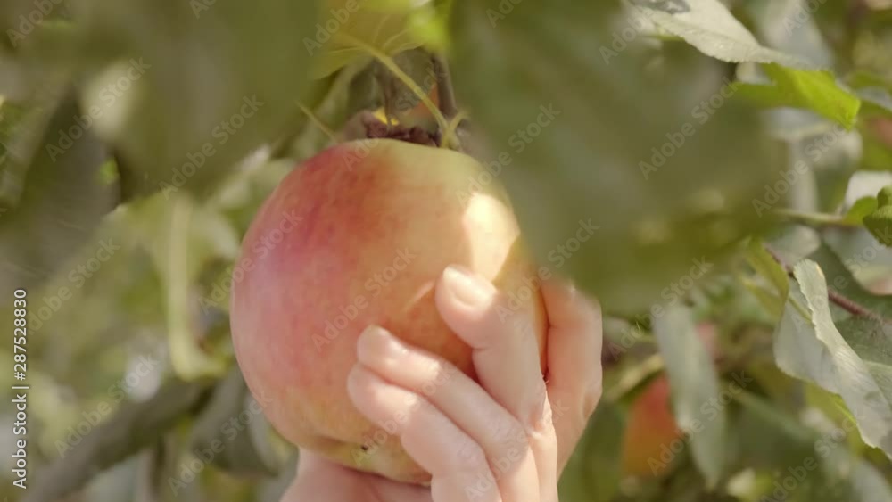 Farmer harvests apples. Female hands pluck apples from the tree close-up. Farmer harvests apples. Female hands pluck apples from the tree close-up.