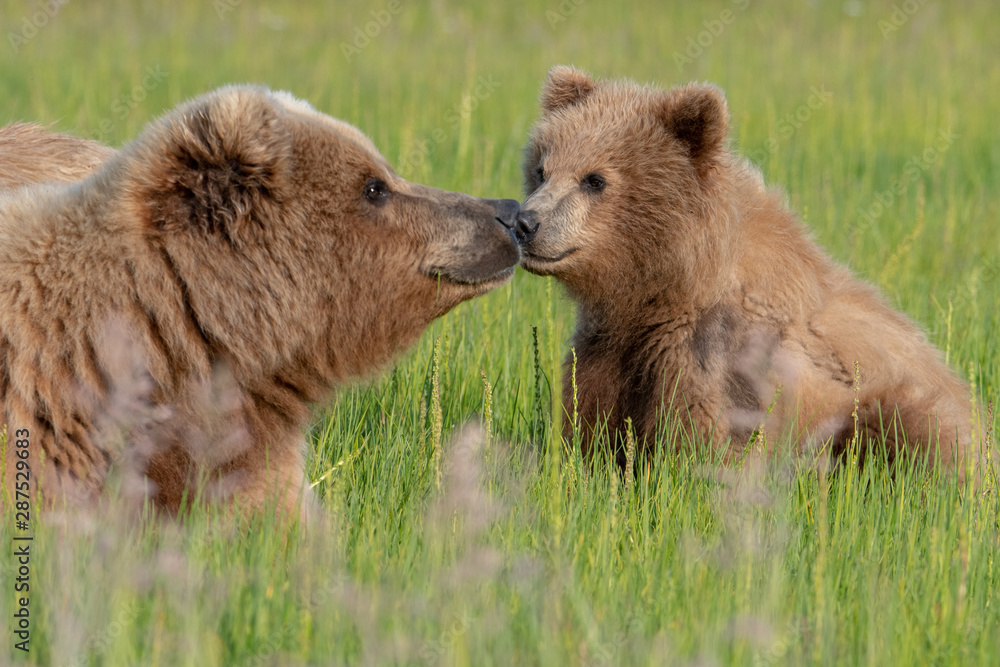 Obraz premium Coastal Brown Bear (Ursus arctos) mother and cub in a meadow in Lake Clark National Park, Alaska