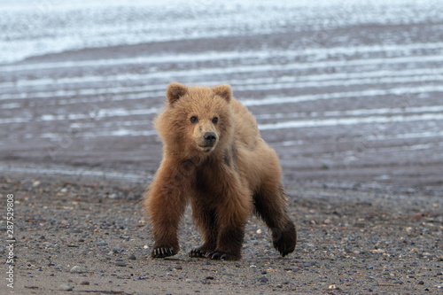 Coastal brown bear cub (Ursus arctos) on a beach in Lake Clark National Park, Alaska