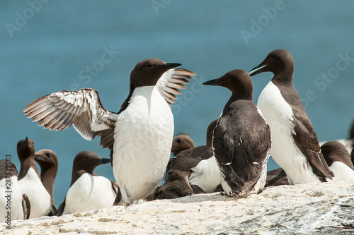 Tableau sur toile Guillemots