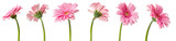 fleurs de Gerbera roses, différentes vues sur fond blanc