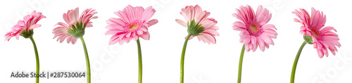 Photographie fleurs de Gerbera roses, différentes vues sur fond blanc