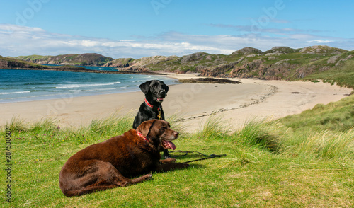 Dogs on holiday, Oldshoremore Bay, Scotland