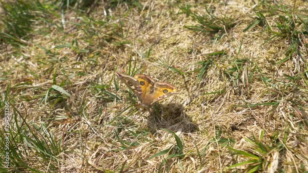High Quality Shot of Moth in Slowmotion High Quality Shot of Moth in Slowmotion