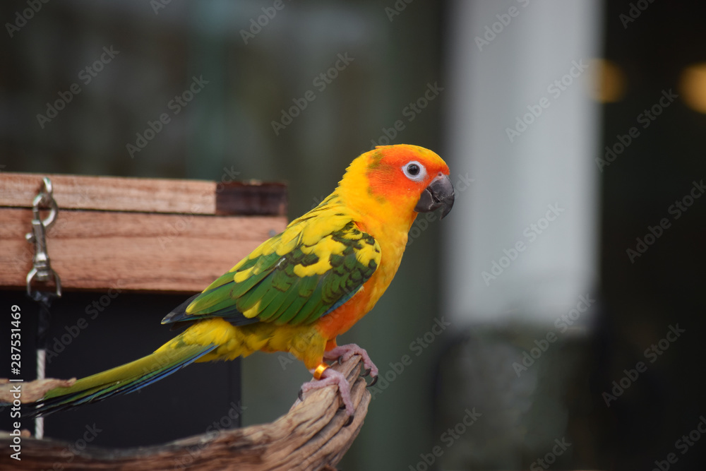  Parrots are beautiful birds and are pets. That are very popular Because he looks cute And easy to raise