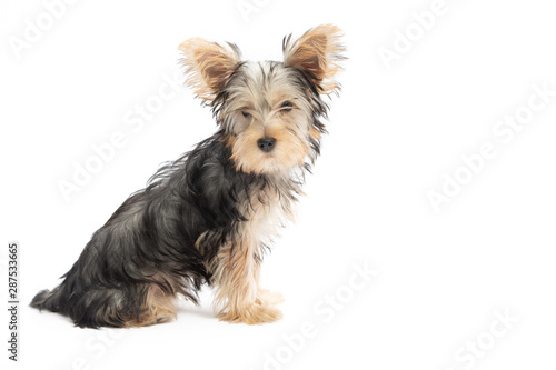 Yorkshire Terrier Puppy Isolated on White Background