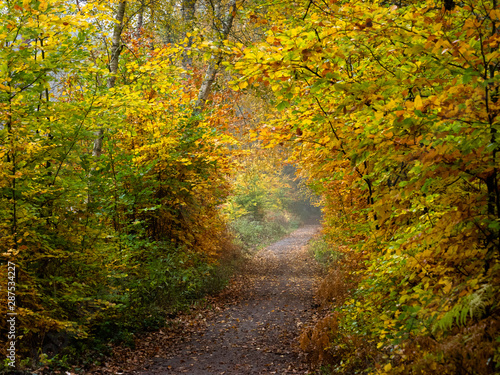 Hohlweg min Herbstwald © Cachaco