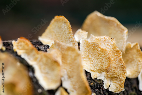 mushroom macro on a tree bark 1