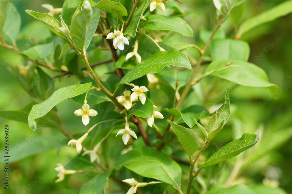 Obraz premium Small yellow flowers on a bush.