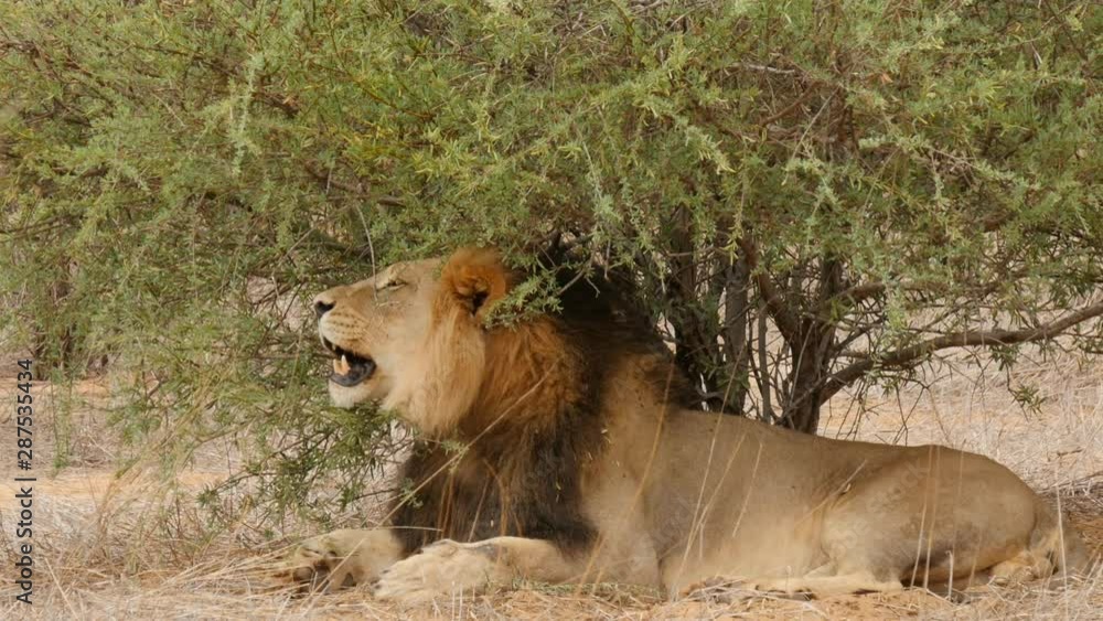 Male black maned lion licking, grooming and scratching under a bush in Kalahari sand of Kgalagadi Transfrontier Park, Botswana, Africa Male black maned lion licking, grooming and scratching under a bush in Kalahari sand of Kgalagadi Transfrontier Park, Botswana, Africa