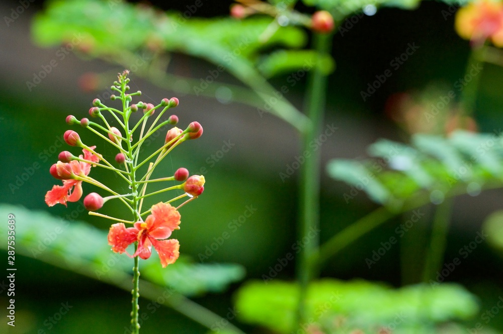 A branch with small flowers blooming in the home spring garden. A branch with flowers close-up on a green blurred background. A branch with small flowers blooming in the home spring garden. A branch with flowers close-up on a green blurred background.